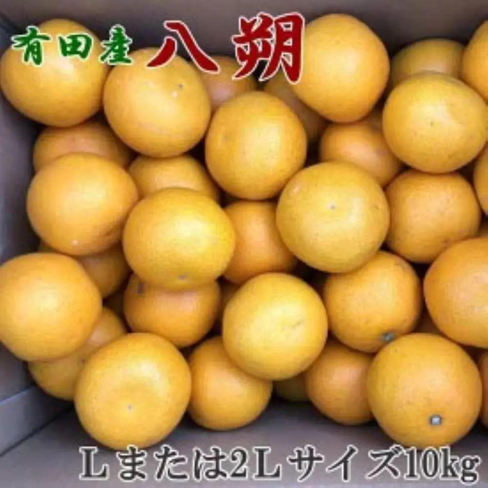 ［手選果］有田産の八朔10kg（Lまたは2Lサイズいずれかお届け）★2027年1月下旬より順次発送