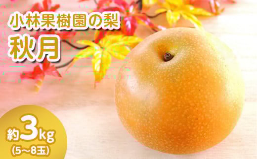 
            【先行予約】小林果樹園の梨 秋月 5～8玉 約3kg｜あきづき 朝どり みずみずしい 梨 なし ナシ フルーツ 果物 常総市
          
