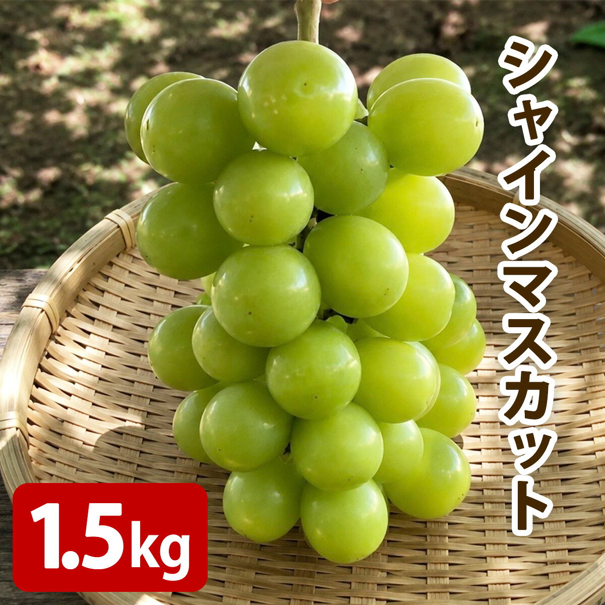 【ふるさと納税】[2025年8月下旬以降発送 数量限定] 2026年産フルーツの郷いせはら シャインマスカット 1.5kg｜先行予約 [1256]