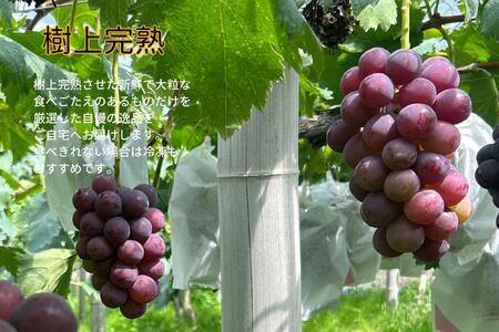 訳あり ニューピオーネ　2～3房 合計1.4kg以上 産地直送 朝採れ ぶどう 葡萄 岡山 Kawahara Green Farm　岡山県産 2025