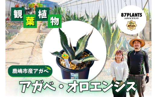 ガーデニング 多肉植物 アガベ オロエンシス 園芸 花 フラワー 観葉植物 agave 鹿嶋市産 実生 oroensis ふるさと納税 茨城県 鹿嶋市