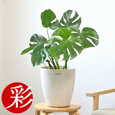 【ふるさと納税】観葉植物 モンステラ 6号鉢 ラスターポット(白)鉢カバー付き【配送不可地域：離島・沖縄県】【1707570】