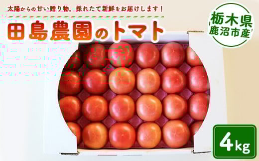 トマト 4kg | 田島農園 野菜 トマト ミニトマト 濃厚 贈り物 新鮮 高糖度 リコピン ビタミン 美容 健康