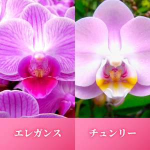 お取り分けできる胡蝶蘭 ミディー胡蝶蘭 ピンク系 8号 7本立ち ラッピング付き 【 胡蝶蘭 】