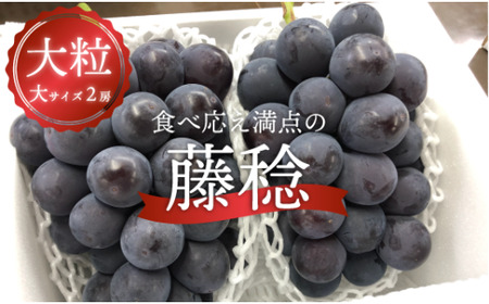 【2026年先行予約】大粒の藤稔 特大２房 / 計1.3kg～ (岡山県産) / ふじみのり 葡萄 きよとう果樹園【KF-B056-03】