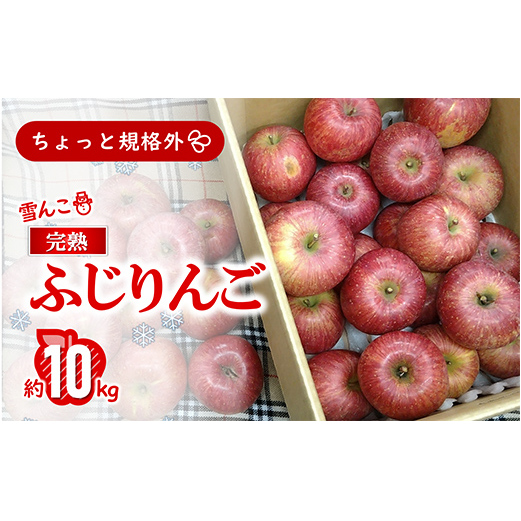 【令和8年産先行予約】 〈訳あり ちょっと規格外〉 雪んこ 完熟ふじりんご 約10kg 《令和9年1月中旬～発送》 【全国りんご選手権 銀賞】 『船中農園』 林檎 リンゴ 果物 フルーツ デザート 山