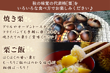 【数量限定・締切9月15日】＜西予市城川産 大きな生栗 3Lサイズ 約2kg（化粧箱入り）＞ 特大 大粒 マロン 焼き栗 栗ご飯 モンブラン 特産品 メニークエスト 愛媛県 西予市【冷蔵】『9月20日