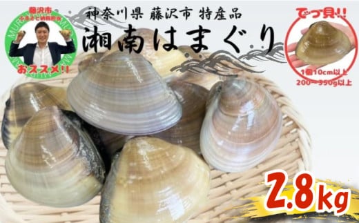 湘南はまぐり LLサイズ 2.8kg 10個から12個 冷凍 蛤 焼き蛤 酒蒸し お吸い物 炊き込みご飯 みそ汁 味噌汁 パスタ ハマグリ だし ダシ 出汁 魚介 魚貝 海鮮 海産物 貝 江の島 江ノ島 神奈川 湘南 藤沢