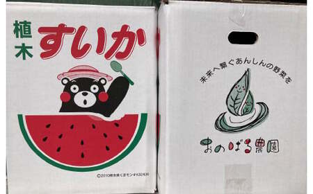 大玉スイカ 1玉（6kg以上） スイカ すいか 西瓜 大玉 果実 国産 熊本県産【2026年4月下旬～6月上旬迄順次発送予定】