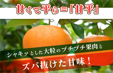 今治産　甘平　化粧箱 4L～2L 8～12玉　紅まどんなに並ぶ人気商品 国産 高級フルーツ　人気商品　みかん　柑橘　フルーツ　果物　JAおちいまばり [KC00640]