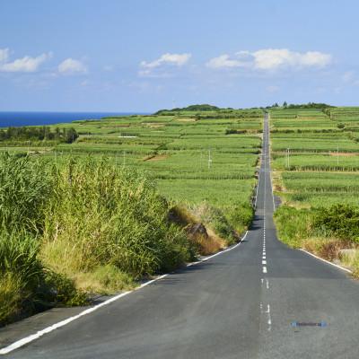 ふるさと納税 喜界町 島仕込みクラフトコーラシロップ TOBA TOBA COLA(115g×3本セット) |  | 02