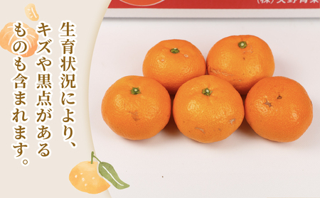 旬の 温州みかん ポンカン 5kg × 4回 定期便 矢野青果 準贈答用 極早生 宮川早生 南柑20号 ぽんかん みかん mikan 愛媛みかん 愛媛ミカン 愛媛蜜柑 果物 くだもの フルーツ 濃厚 