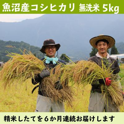 ふるさと納税 南魚沼市 【毎月定期便】南魚沼産コシヒカリ 無洗米5kg【栽培期間中、農薬を減らして作ったお米】全6回