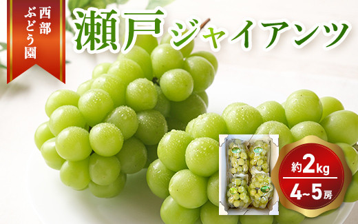 
            西部ぶどう園 瀬戸ジャイアンツ 4～5房 約2kg 葡萄 フルーツ 果物
          