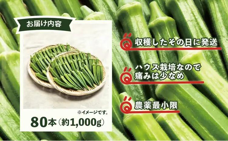 トロッとおいしいオクラ＜80本、約1000g＞　80P3206【ひない渡辺農園しどけ村】