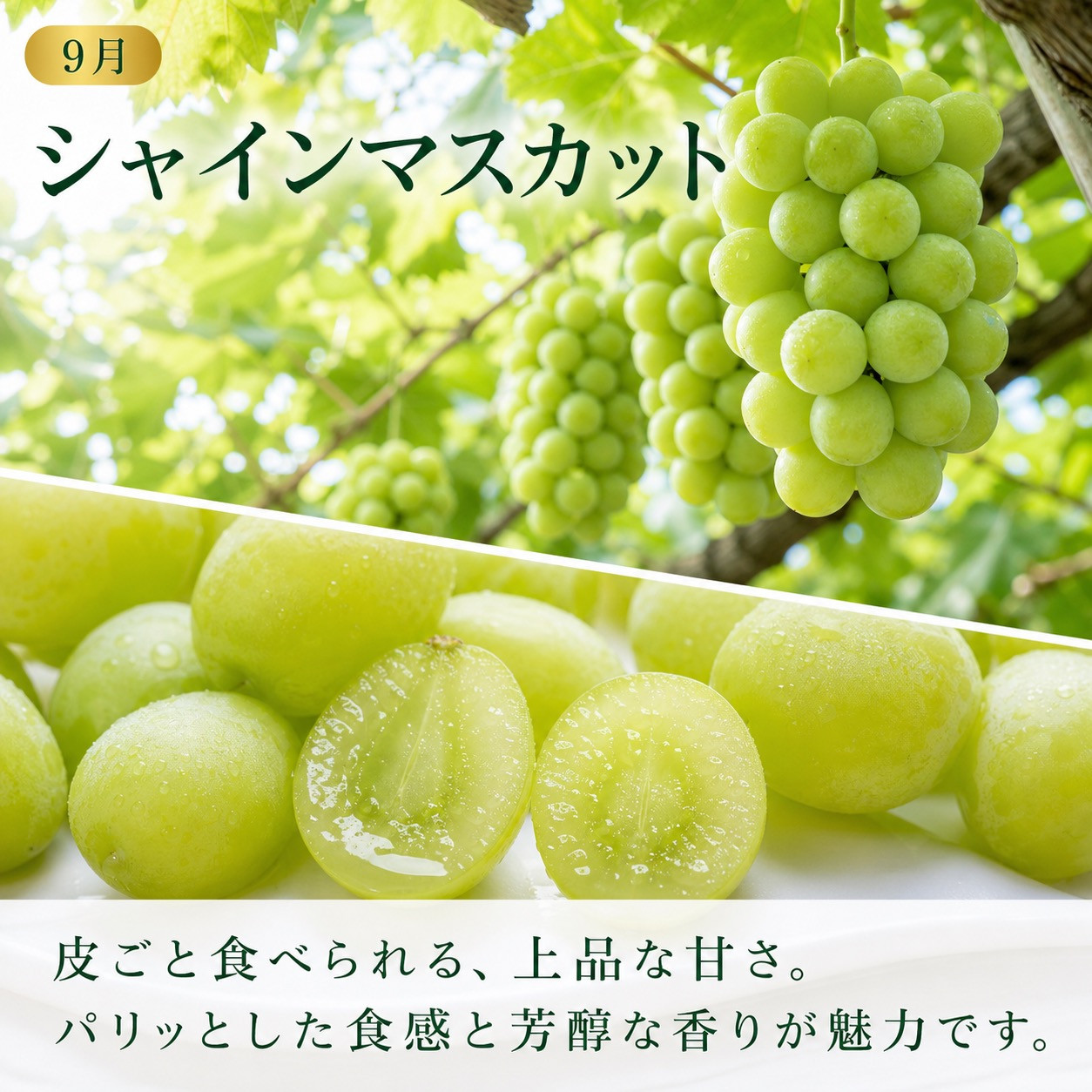 定期便 8・9月発送 紀州有田産旬のぶどうセット（種なし巨峰・シャインマスカット）  	AN064_イメージ5