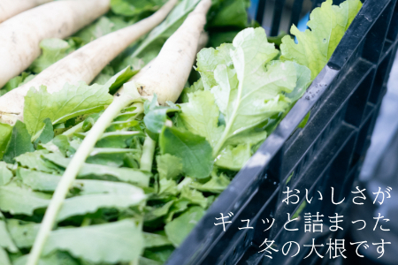 有機ダイコン　農薬不使用　有機JAS認証　冬季限定（12月、1月、2月発送）旬野菜 2136 オーガニック　無農薬　化学肥料不使用　細胞が緻密で煮くづれない　加熱を長くするほど旨味が増します　煮物やお