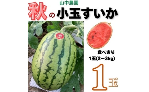 103003 山中農園の小玉スイカ１玉 姫まくら 【5月下旬～6月上旬発送】選べる 1玉 2玉 3玉 フルーツ 季節限定 春 産地直送 完熟 甘い こだま 西瓜 すいか 山中農園/高知県 奈半利町
