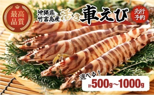
                  【内容量が選べる！】竹富島産 車えび 活車えび 500g〜1kg  【 海老 車エビ エビ 車海老 竹富島産】008-a010-a012
                