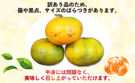 訳あり 極早生みかん 9kg 河野農園 温州みかん 温州 B010-147002