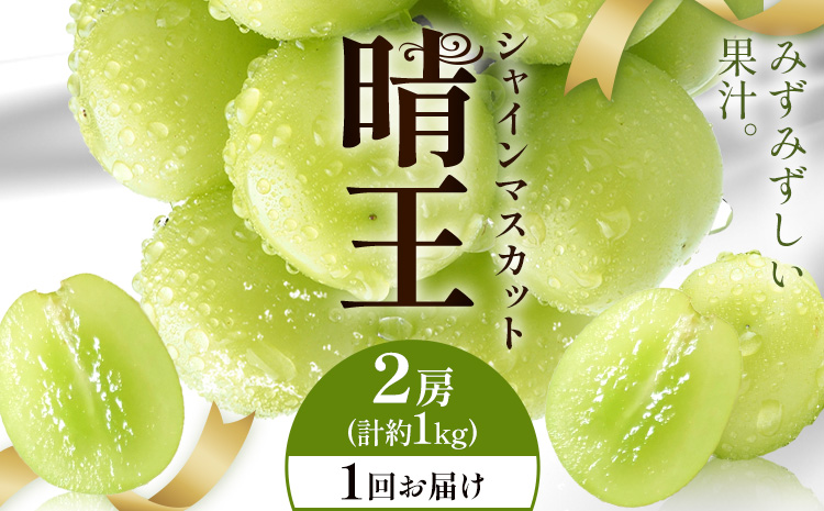 【2026年発送先行予約】シャインマスカット 晴王 1回お届け 2房(合計約1kg) シャイン マスカット《2026年9月中旬-10月中旬頃出荷予定》 晴レ乃青果(岡山中央卸売市場店(富士紙工有限会社)) 送料無料 岡山県 浅口市 フルーツ 果物 岡山県産【配送不可地域あり】
