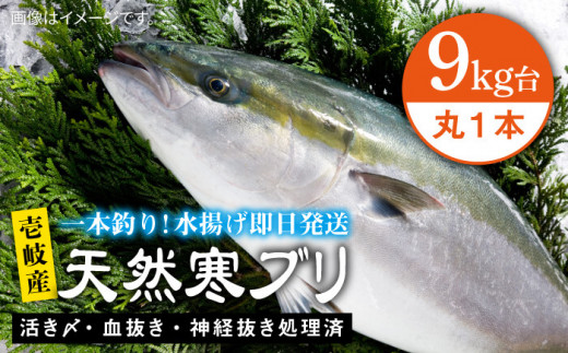 壱岐島産天然寒ブリ（9キロ台・丸もの） 《壱岐市》【壱岐島 玄海屋】[JBS027] ぶり 寒ぶり ブリ 魚 刺身 しゃぶしゃぶ
