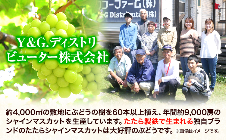 【2025年産先行予約】【2回定期便】食べ比べセット たたらみねらるシャインマスカット+瀬戸ジャイアンツ 各1房 1.3kg以上《2025年9月上旬-10月下旬頃出荷》《9月上旬-10月下旬頃出荷》岡