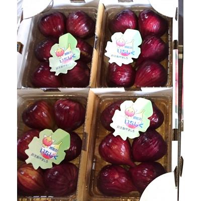 ふるさと納税 城陽市 いちじく(ドーフィン) 400g×4パック 栄養が豊富な体に嬉しいフルーツ【京都府城陽市】 |  | 02