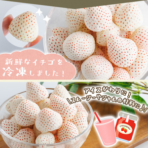 No.646-B 冷凍白いちご(約500g×2袋・計約1kg) 国産 鹿児島 日置市 加工品 苺 イチゴ いちご 冷凍 果物 くだもの フルーツ 小粒 冷凍果実 アイス スムージー シロップ ジャム 