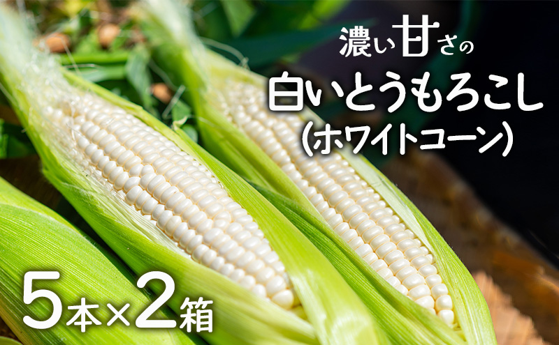 濃い甘さの白いとうもろこし（ホワイトコーン）　5本×2箱　個包装 とうもろこし トウモロコシ コーン 白いとうもろこし ホワイトコーン 朝どり 甘い 旬 兵庫県 洲本市 淡路島