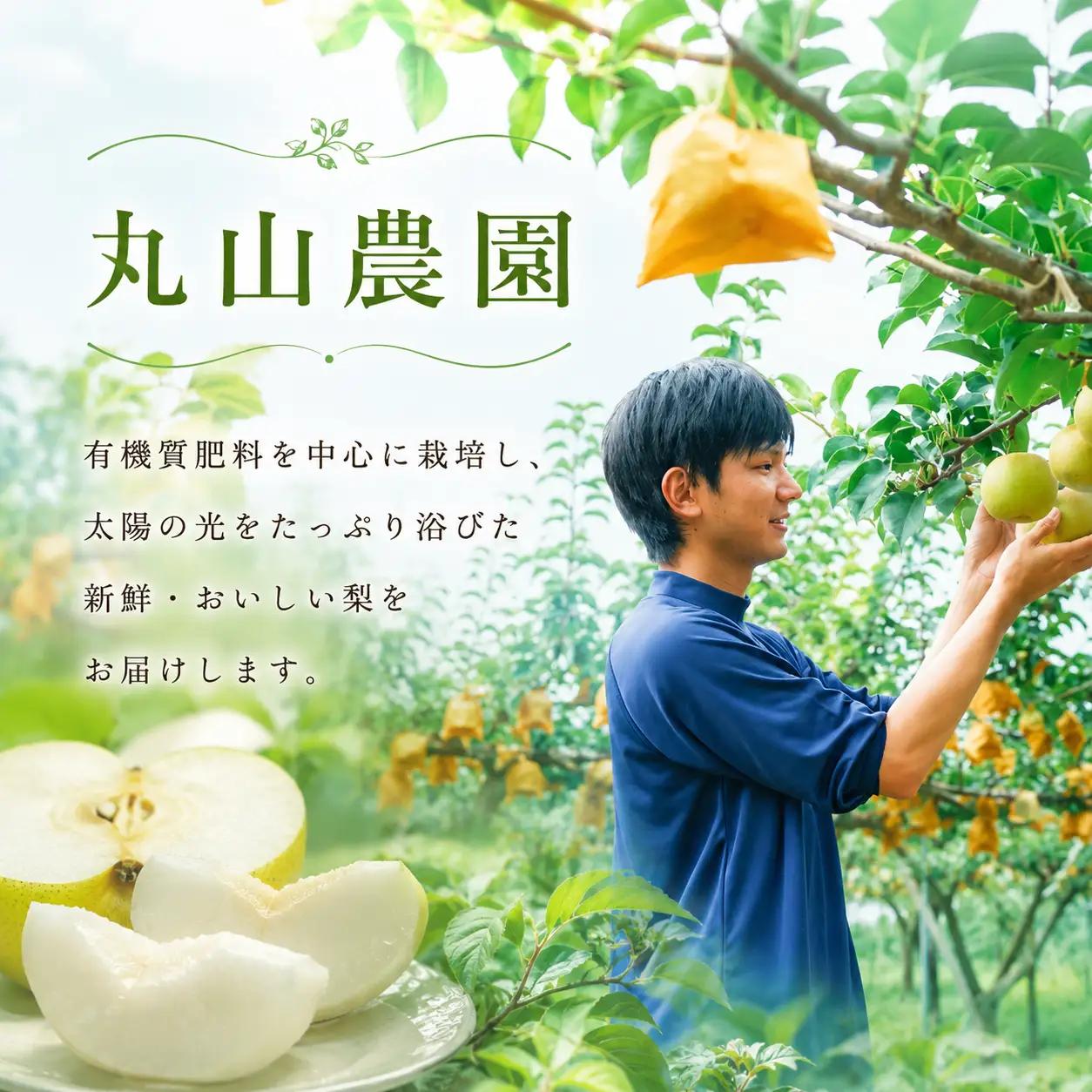 Y1049 八頭町産　梨「甘太梨」5kg【梨 なし ナシ 果物 フルーツ ギフト 先行予約 甘い 果実 果汁 デザート もぎたて 旬 新甘泉好きな方におすすめ】