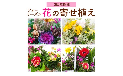 【3ヶ月定期便】フォーシーズン お花の寄せ植え 直径20～25cm Fleurbranch 《申込みの翌月出荷》熊本県 菊池市 定期便 花 鉢花 鉢植え 観葉植物 植物 インテリア ガーデン 雑貨