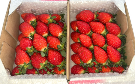 『べにたま』埼玉生まれの希少いちご 1000g 以上【潰れが気にならない方限定】 いちご イチゴ 苺