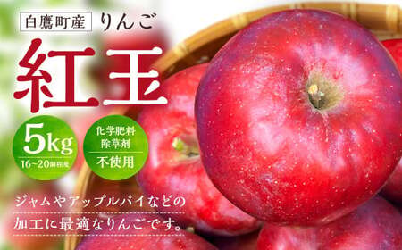 白鷹町産りんご （紅玉） 5kg りんご 林檎 果物 くだもの フルーツ 旬 紅玉 国産 山形県 白鷹町 【2026年9月下旬～10月上旬発送予定】