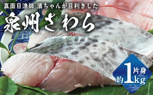 【スピード発送】泉州さわら 片身 約1kg【漁師 目利き 海鮮 鰆 泉州 新鮮 産地直送 急速冷凍 大阪 泉佐野 大阪府 泉佐野市】