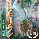 簡単♪観葉植物　コウモリラン　ベイチーの苔玉　【数量限定】