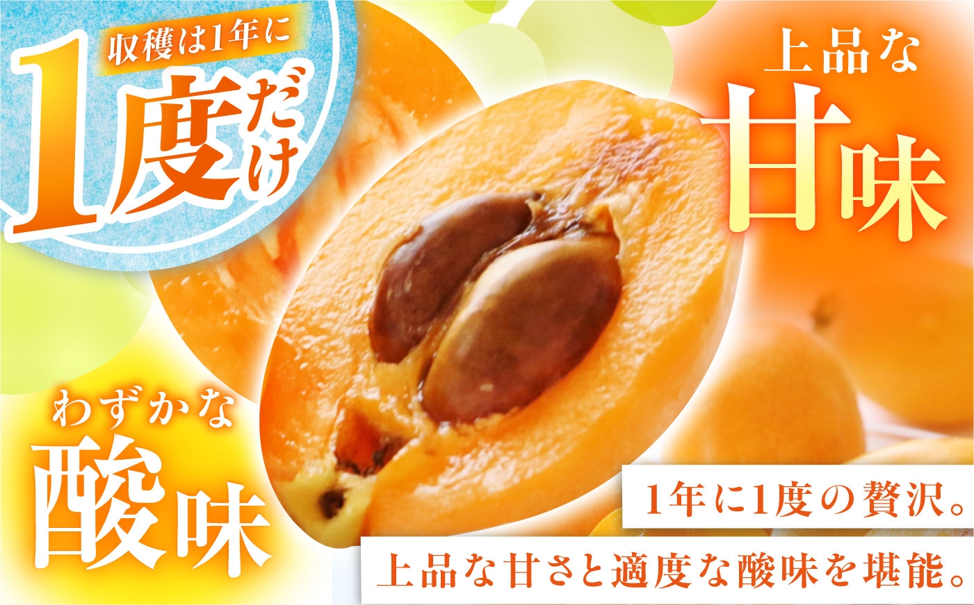 びわ ビワ 枇杷 果物 フルーツ ハウス 果実 長崎県産 国産
