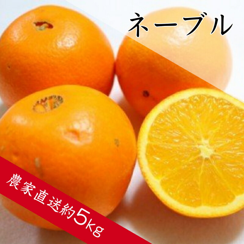 【ふるさと納税】ネーブル オレンジ（約5kg）濃厚 甘い 柑橘 フルーツ 果物 くだもの みかん 人気 おすすめ 送料無料 国産 和歌山 有田市【2026年2月中旬より順次発送】（A139-1）（A360-1）