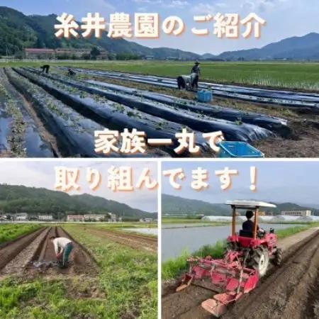 【熟成干し芋】京都府与謝野町産 ほしあかね 農家こだわり京の干し芋 100g×3袋 糸井農園【配送不可地域：離島】【1780289】