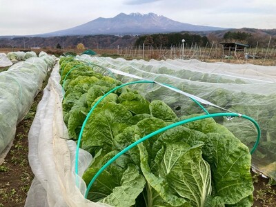 【2024年先行予約】無農薬大玉白菜　1個　山梨県北杜市白州産