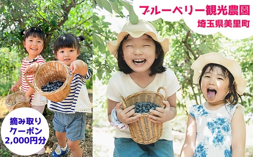 ブルーベリー摘み取りクーポン（2000円相当分） [No.241] ／ ブルーベリー 摘み取り 体験 農園 収穫体験 夏 レジャー 家族 おでかけ デート 自然体験 食育 フルーツ狩り 完熟 フレッシュ 甘い 旬 週末 アウトドア 旅行プラン 美里町 埼玉県