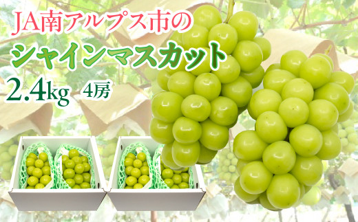 ★TBSテレビ系列「ひるおび」で取り上げられました！★＜2026年発送先行予約＞シャインマスカット　約1.2kg×2セット（2.4kg） ALPAA047 山梨 山梨県 ぶどう 葡萄 ブドウ マスカット 種なし 大粒 フルーツ くだもの 果物 高級 新鮮 産地直送 贈答 ギフト 家庭用  2026年