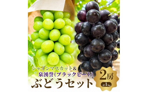 
                  ぶどう シャインマスカット 翡翠 泉湧誉 先行予約 数量限定 2種 2房 食べ比べ 皮ごと 高糖度 大阪産 マスカット ブドウ 葡萄 フルーツ 果物 大阪府 岸和田市 あさつゆ愛のぶどう園
                