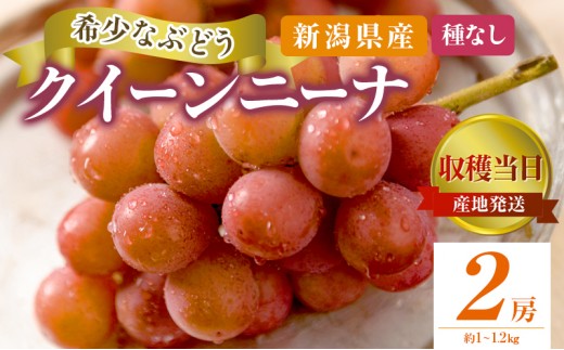 
                  クイーンニーナ 2房 約1~1.2kg 収穫当日出荷 大粒 ぶどう フルーツ 果物 種なし おやつ デザート 新品種 希少品種 産地直送 新潟県 新潟　
                