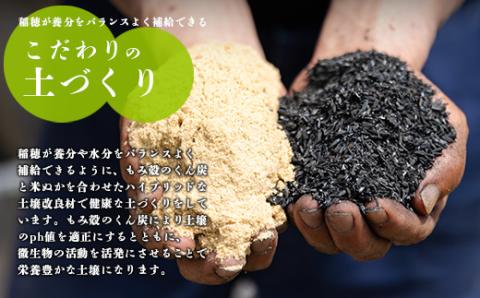 《減農薬栽培のカラダにやさしいお米》2023年産 霧島湧水が育む「きりしまのゆめ」ヒノヒカリ玄米10kg 減農薬栽培のお米[特別栽培米 チャック式 令和5年産 『返礼品特集20000円以下』-宮崎県高