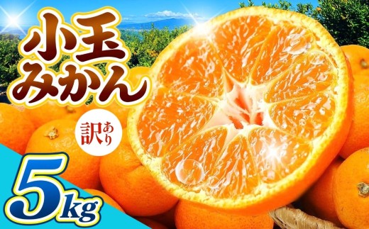 訳あり 小玉みかん 5kg | 果物 みかん くだもの みかん フルーツ みかん 柑橘 みかん 柑橘類 みかん ミカン 家庭用 みかん 熊本県 みかん 玉名市 みかん