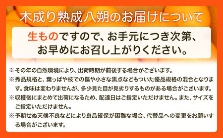 〈先行予約〉【産直】和歌山由良町産の木成り熟成八朔 約10kg（L-4Lサイズおまかせ）厳選館 《2026年3月中旬-5月中旬頃出荷》和歌山県 日高川町 柑橘 八朔 熟成 はっさく ハッサク