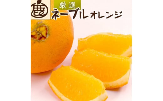 
            ［先行予約］厳選 ネーブルオレンジ5kg+250g（傷み補償分）［光センサー選別］
          