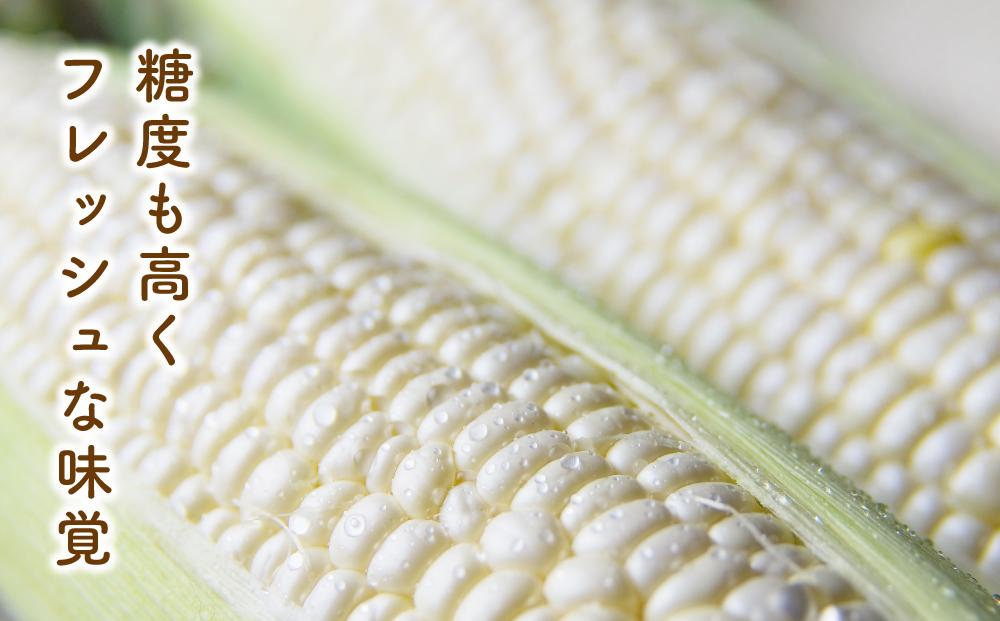 【2026年先行予約】白いとうもろこしピュアホワイト 12本 3.6kg（2026年8月下旬から発送開始予定）【 人気 北海道産 糖度 生 野菜 スイートコーン 産地直送 バーベキュー BBQ コーン