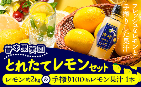 レモン 約2kg と 手搾り100％レモン果汁 1本 セット《12月中旬‐2月末頃出荷》 【日付指定不可】 菅本果実園
